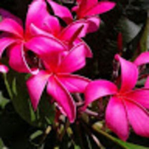 Meet your Posher, Gentry